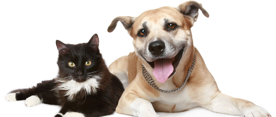 Helping All Pets
