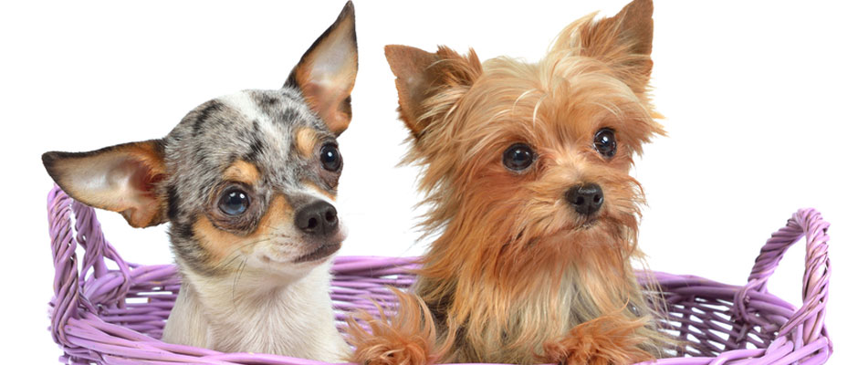 We Have Pets Ready to Come Home