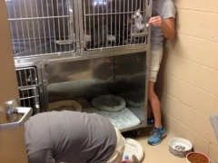 Rounding up the Kitties