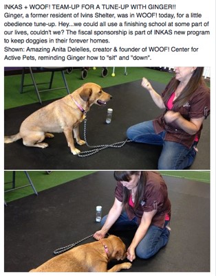 GINGER at WOOF!